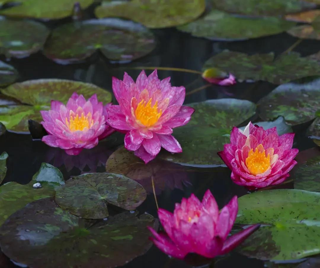 ���Ʋ��������������޹��£��쿴�����Ƿ�Ҳ���������