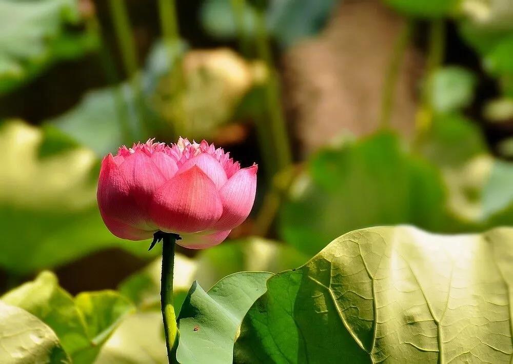 ����������������ֻ���ת�ﰢ���ӷ������