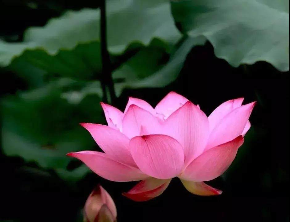 ����������������ֻ���ת�ﰢ���ӷ������