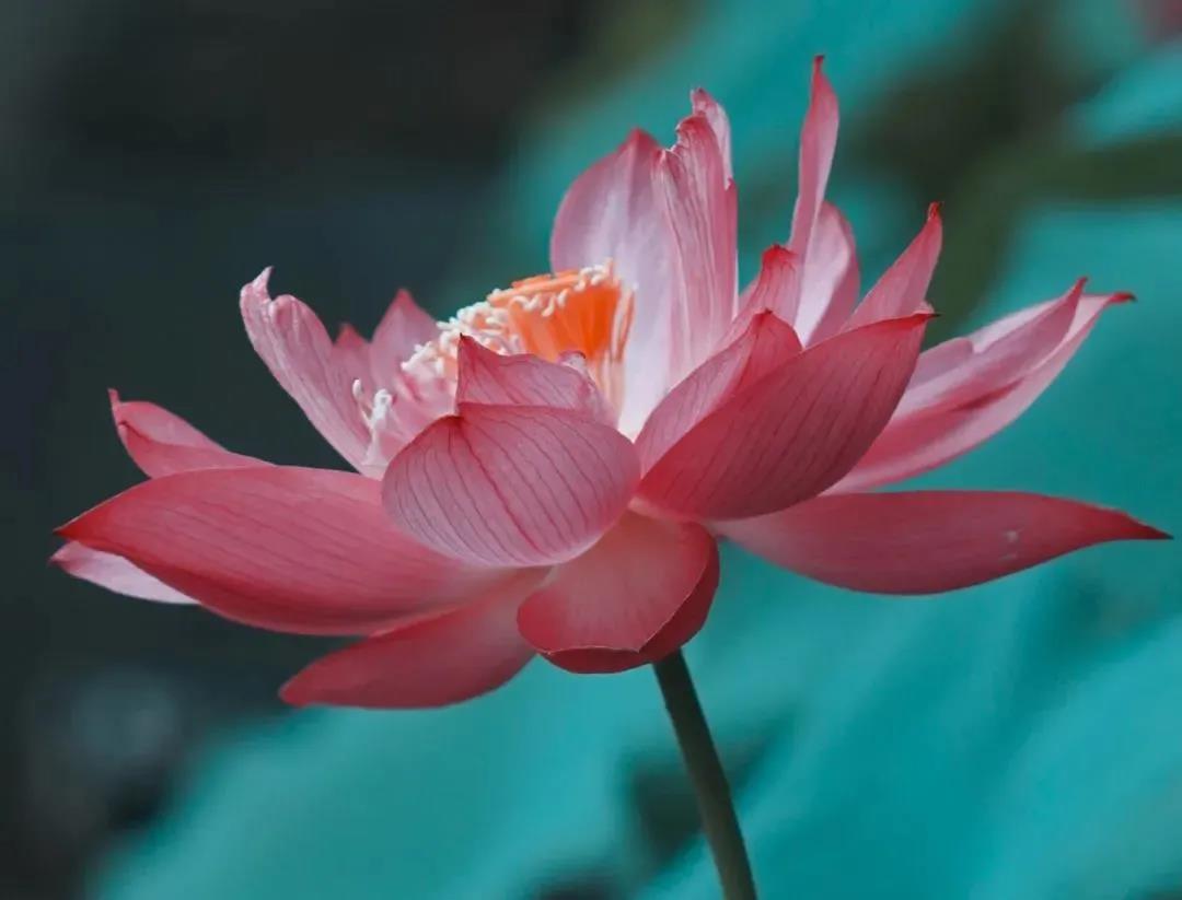 充满烦恼的人生,就是我们解脱的最好机缘 充满烦恼的人生,就是我们解脱的最好机缘