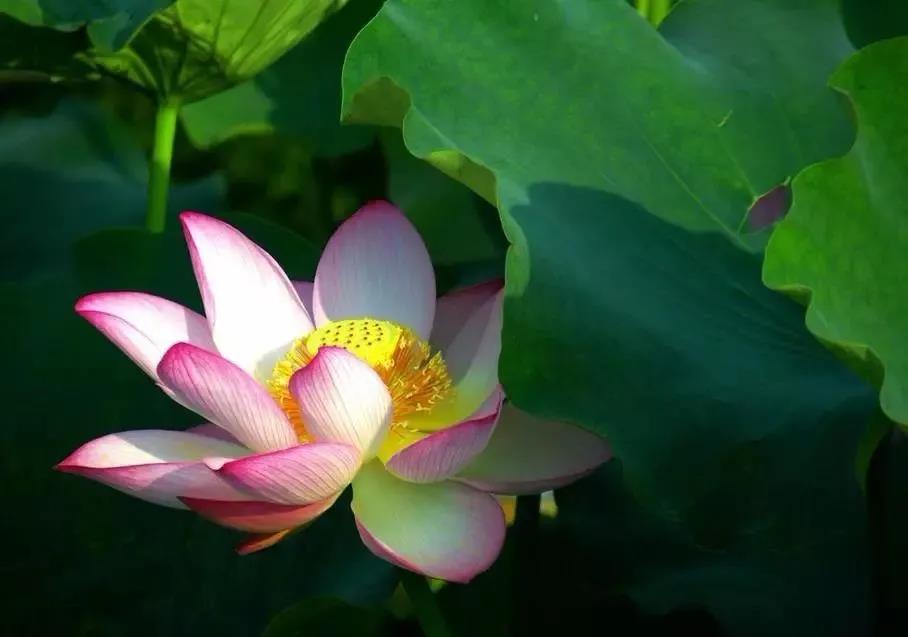 ������ٵ�αװ����һ����ʵ�������