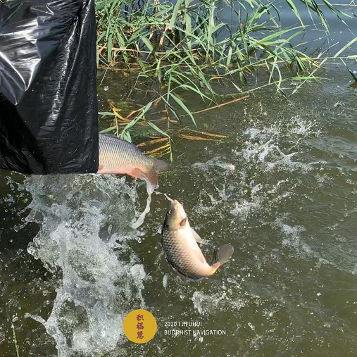 积福慧启建庚子年第六期放生共修!(已圆满) 积福慧启建庚子年第六期放生共修!(已圆满)