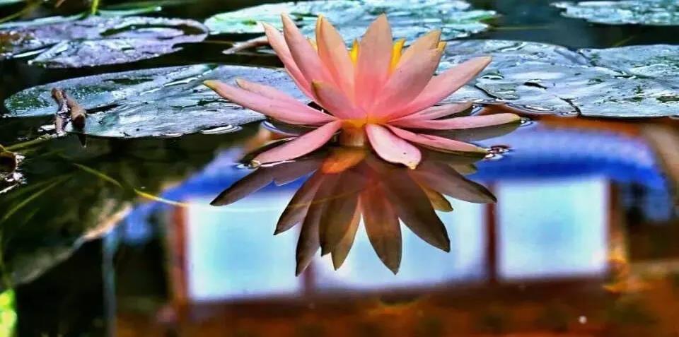 û����һ����������ֵ�õ�