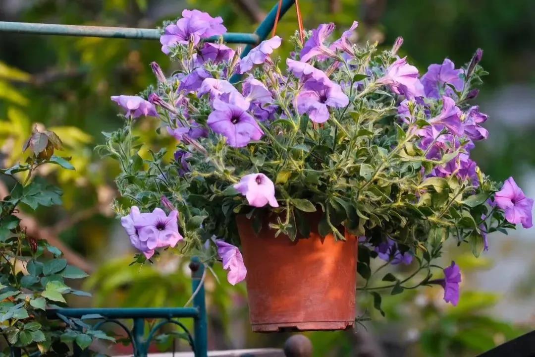 为什么农历七月要诵《地藏菩萨本愿经》? 为什么农历七月要诵《地藏菩萨本愿经》?