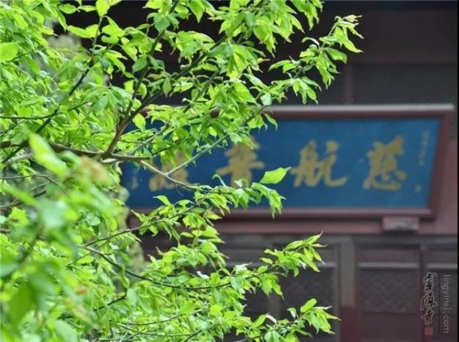 “精进”和“执着”的区别在哪? “精进”和“执着”的区别在哪?