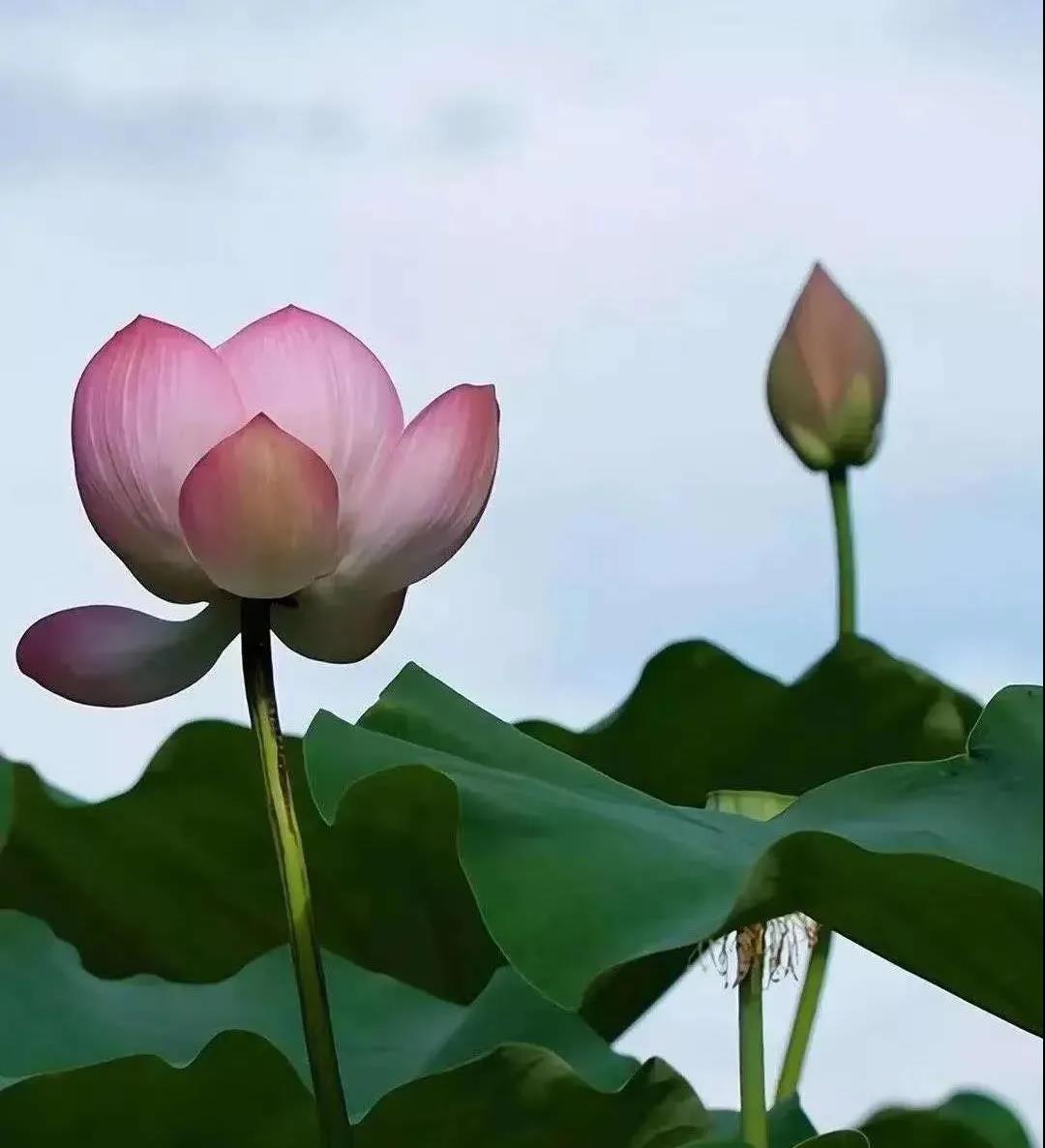 Ϊʲô���ŷ��ղ��ţ�ѧ�˷𣬵��¾͵�����