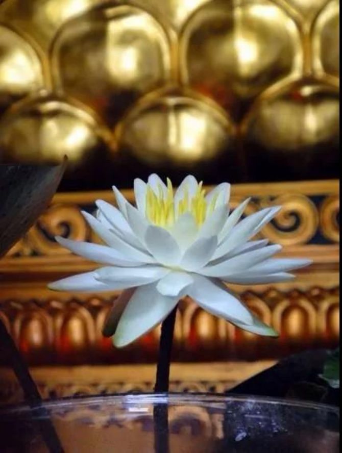 ����������쵽�����ɲ����е�