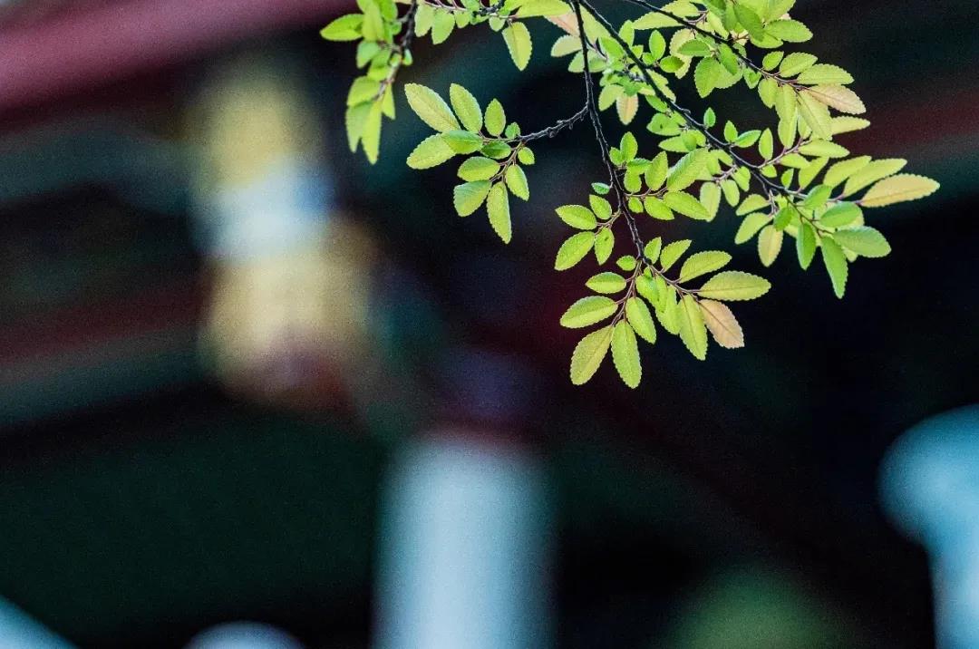 印光法师:妄想起时,只一个不理,便不会妄上生妄 印光法师:妄想起时,只一个不理,便不会妄上生妄