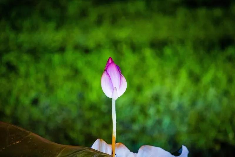 ��Ϊ���������������ܱ�ҵ��������