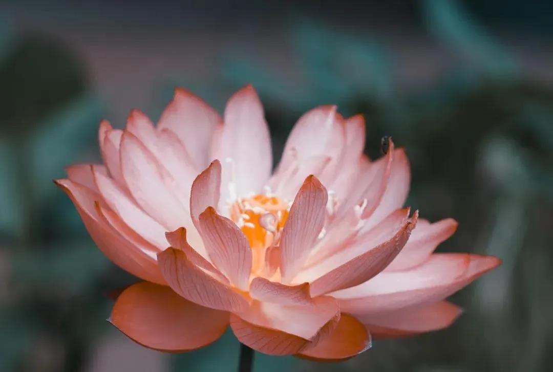 太奇特!平日不知佛法,临终念佛几十声就往生了 太奇特!平日不知佛法,临终念佛几十声就往生了