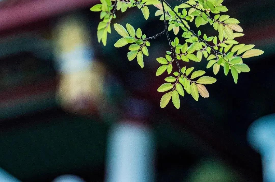 这三门若不关牢,佛号一定念不好 这三门若不关牢,佛号一定念不好