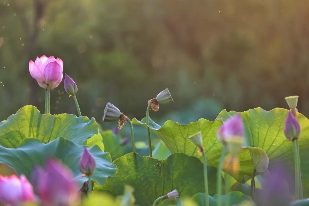 ������ȥ���ص��������ְ��������ʦ�Ĺ���