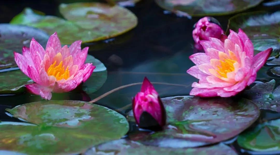 ������Ϊһ�����������ˣ�