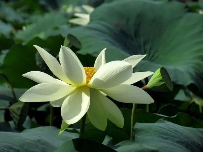 一心不乱和念佛三昧的区别是什么? 一心不乱和念佛三昧的区别是什么?