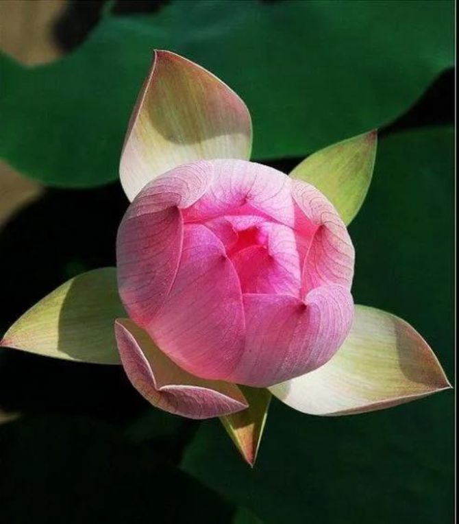 ӡ�ⷨʦ����δ�в�Ը�Լ���������Ϥ�Գ��ٰ�����