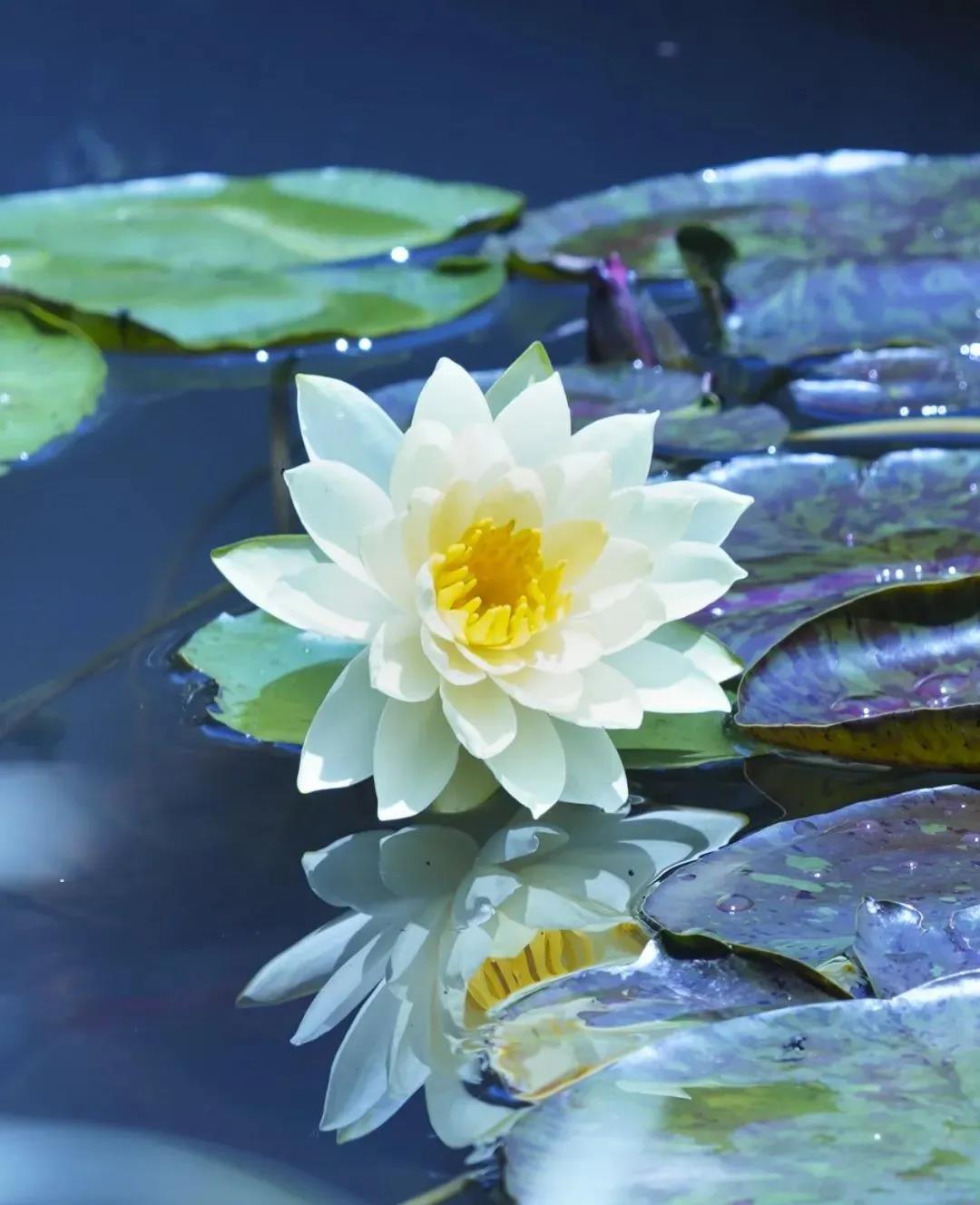 ����е�ʮ�󾭵���������_���������ղأ�