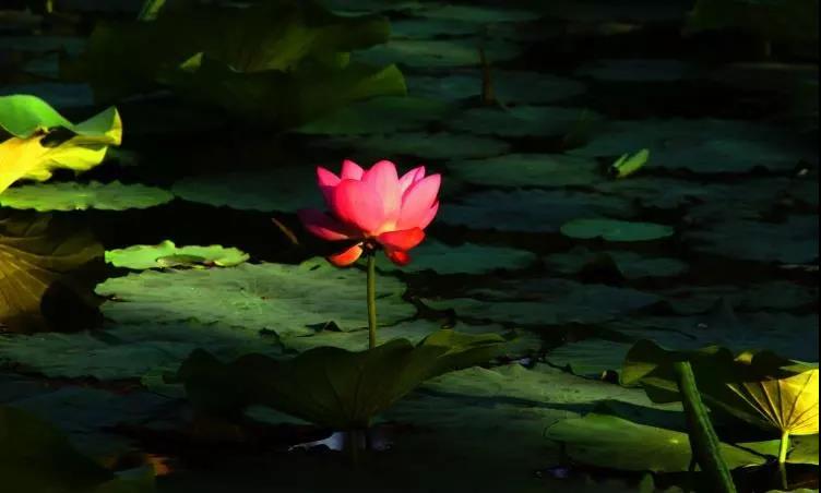 临终时佛会来接引我吗?3个故事告诉你答案 临终时佛会来接引我吗?3个故事告诉你答案