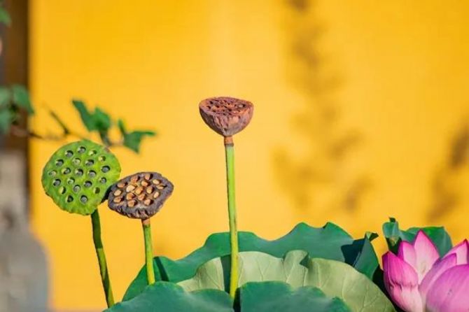 莫要做十种奇怪的学佛人! 莫要做十种奇怪的学佛人!