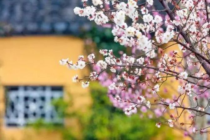 一句佛号一块金,多念结成净土因 一句佛号一块金,多念结成净土因