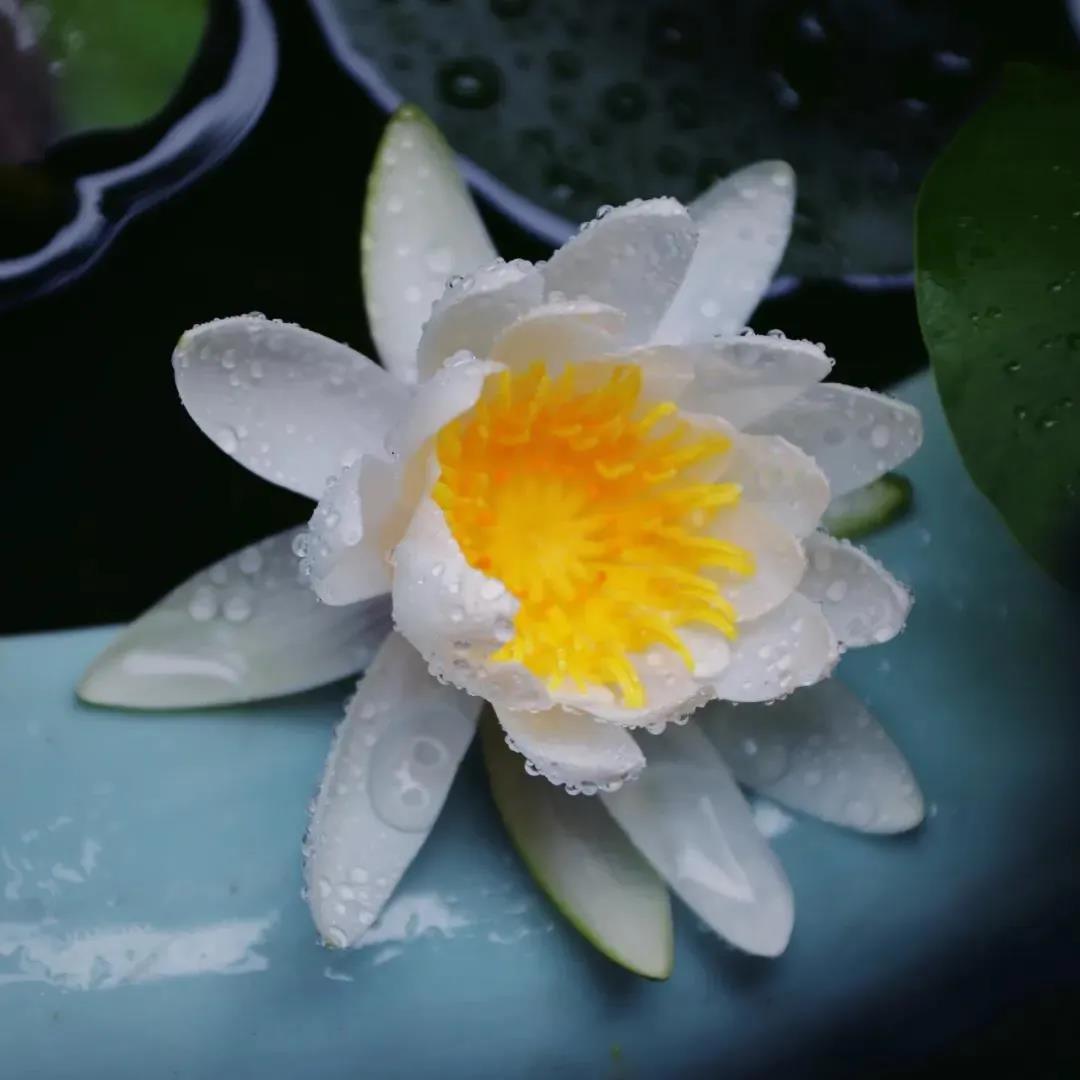 ���ڵĵ�ʧ���裬���Ƕ���ɹ��ı�׼