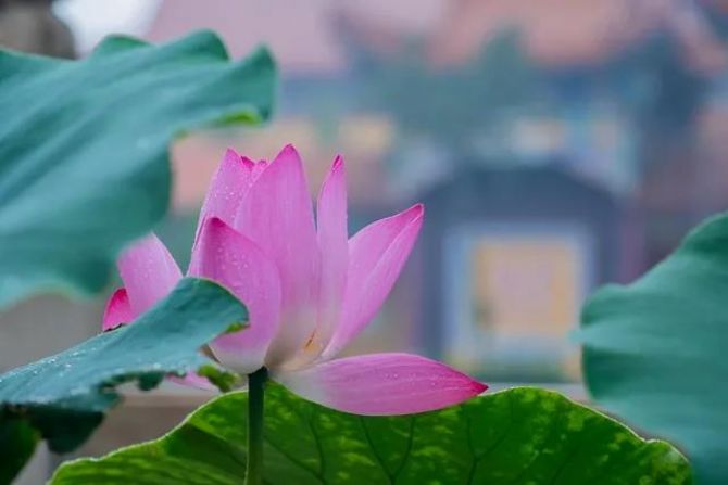 你信佛,迷信了吗? 你信佛,迷信了吗?