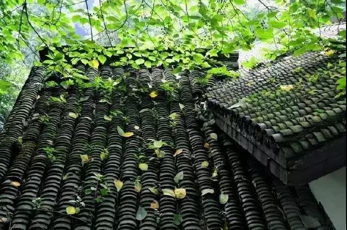 热心公益、虔诚的他却为何痛失爱子?印光法师精要开示 热心公益、虔诚的他却为何痛失爱子?印光法师精要开示