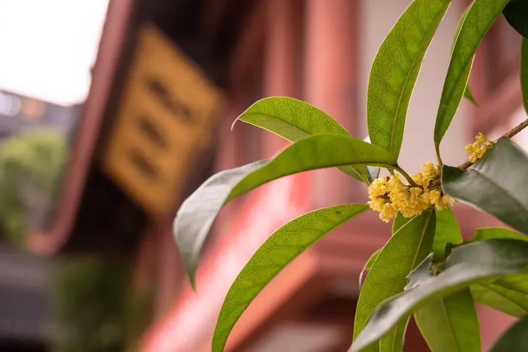 学佛的人,一定要真真明白佛法的真意! 学佛的人,一定要真真明白佛法的真意!