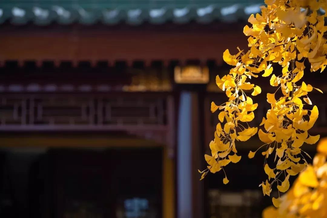 为何专说极乐世界?因为这个法门殊胜 为何专说极乐世界?因为这个法门殊胜