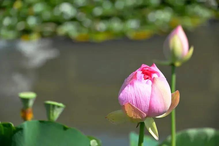 �������Ĵ��裬Ϊ������׼��