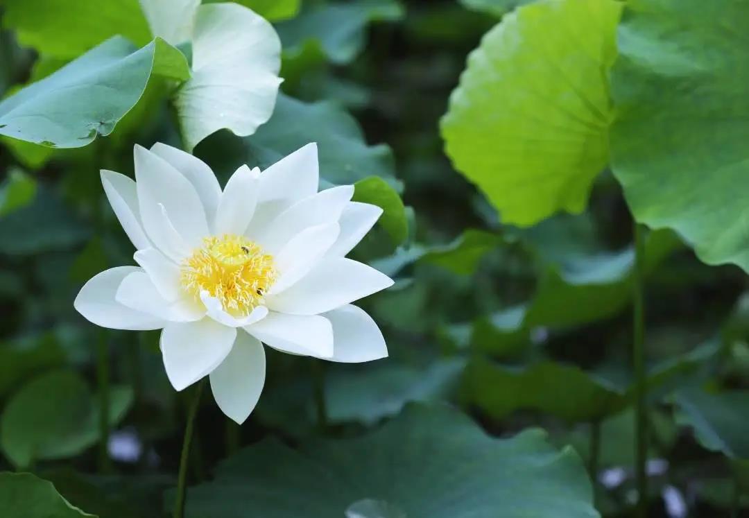 ҵ����ǰ���߸����׺�ҵ������������İ�����״