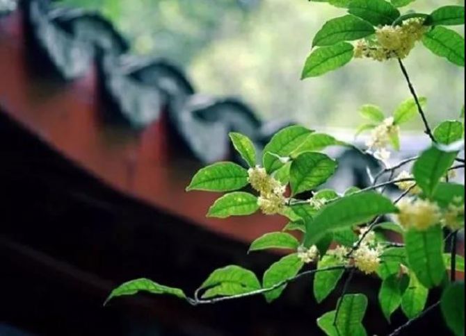 禅师们面对死亡时,是如何的呢? 禅师们面对死亡时,是如何的呢?