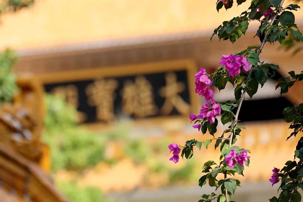 我们经常回向“四重恩”,但是你真的懂得四重恩的含义吗? 我们经常回向“四重恩”,但是你真的懂得四重恩的含义吗?