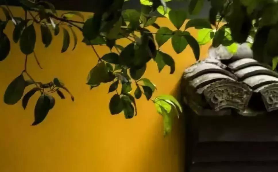 Ů��ʿ��κ�����ʦ���ദ�������Լ��Ƿ�������������ɮ����