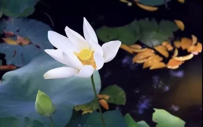 如是行去,必得往生极乐邦——截流大师的故事_ 如是行去,必得往生极乐邦——截流大师的故事_