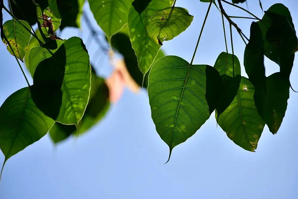 �𷨾��ǻ�����ӱܵ�������Ҫ��Եģ�