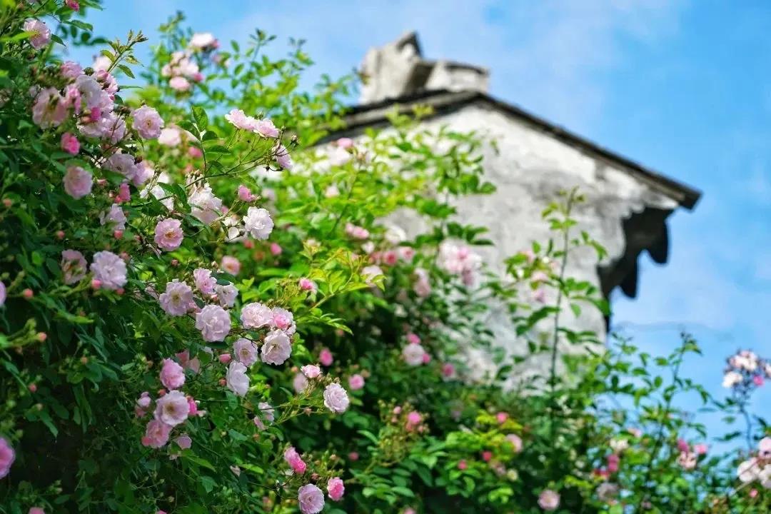 �𷨾��ǻ�����ӱܵ�������Ҫ��Եģ�