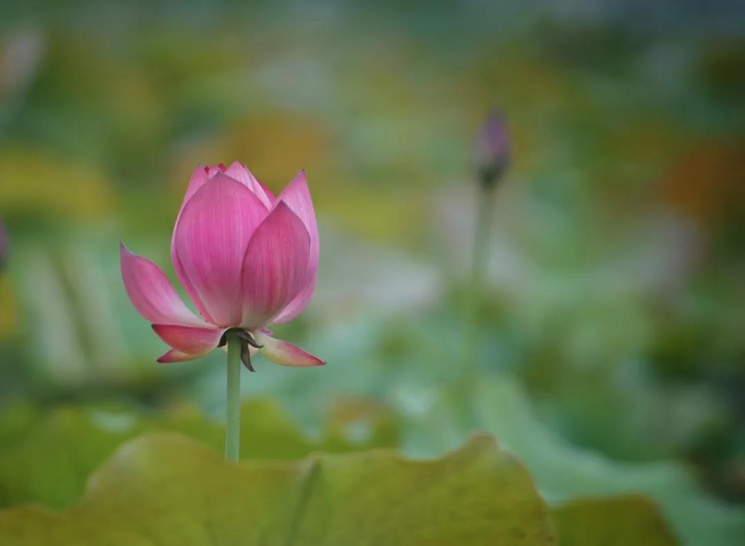 念到心中只单纯一念,无其他杂思想,便能预知时至 念到心中只单纯一念,无其他杂思想,便能预知时至