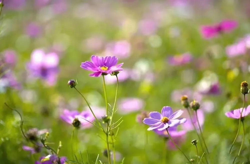 ���鷨ʦ���ҳ��Һ����ۿ�����ʮ������ʤ��������