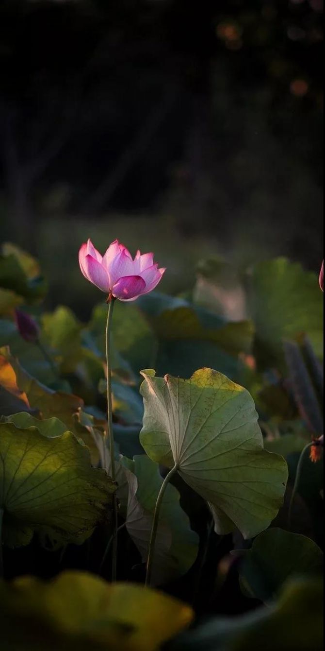 如何念佛才会有真感应? 如何念佛才会有真感应?