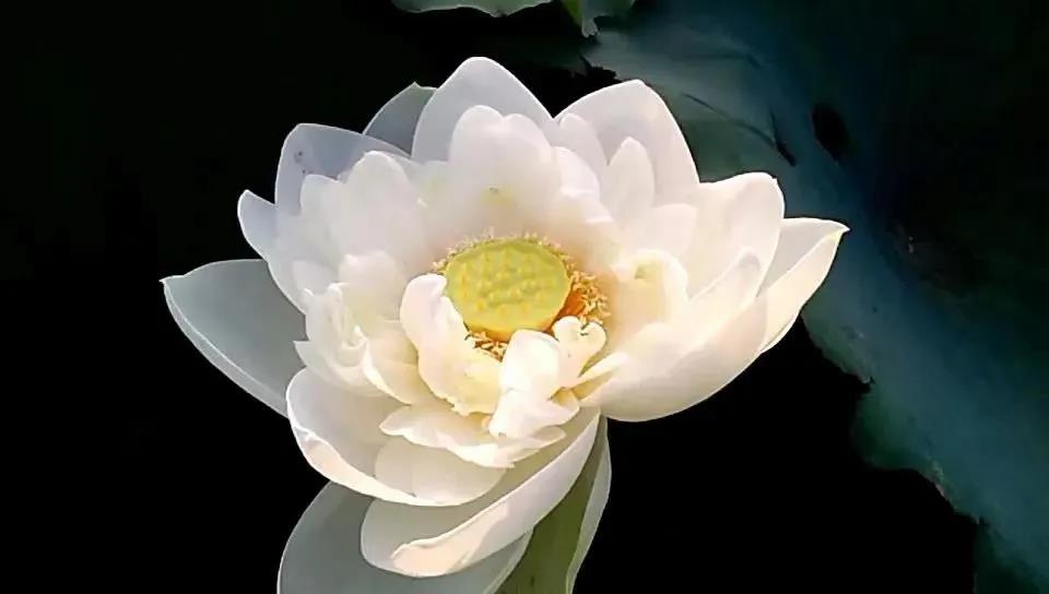 Ϊ��ʲô�������ã���Ϊ8�ֹ�ʧ��ס���ǻ�