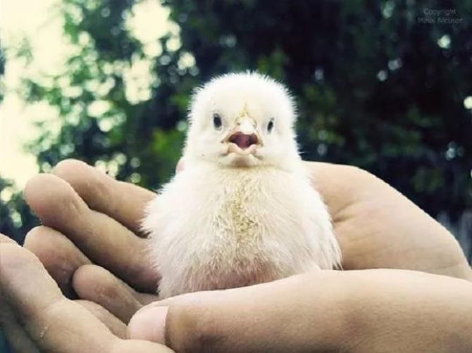 ���������飬�����ǳɷ�������Ե��