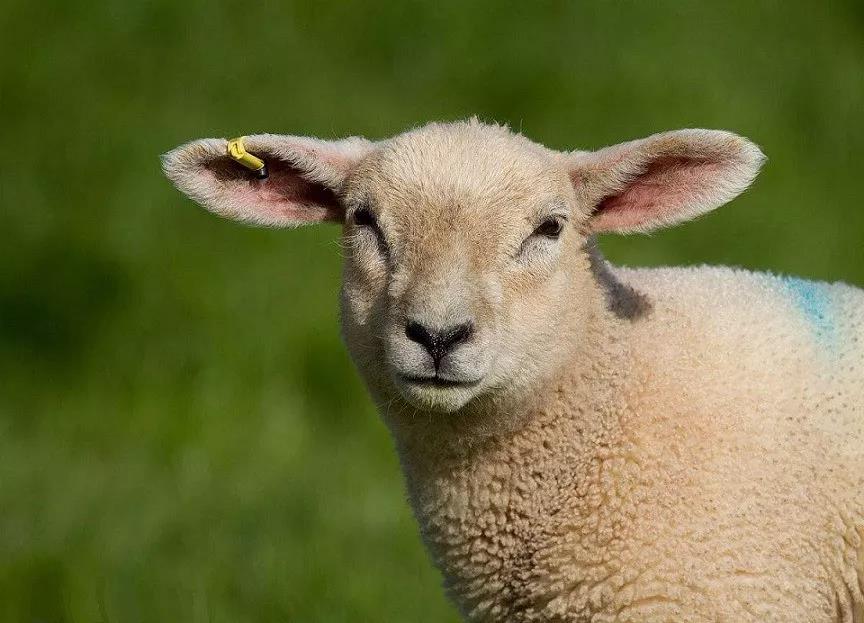 ���������飬�����ǳɷ�������Ե��