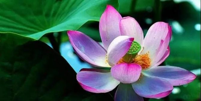 一个人体内到底躲了多少众生?人人必看 一个人体内到底躲了多少众生?人人必看