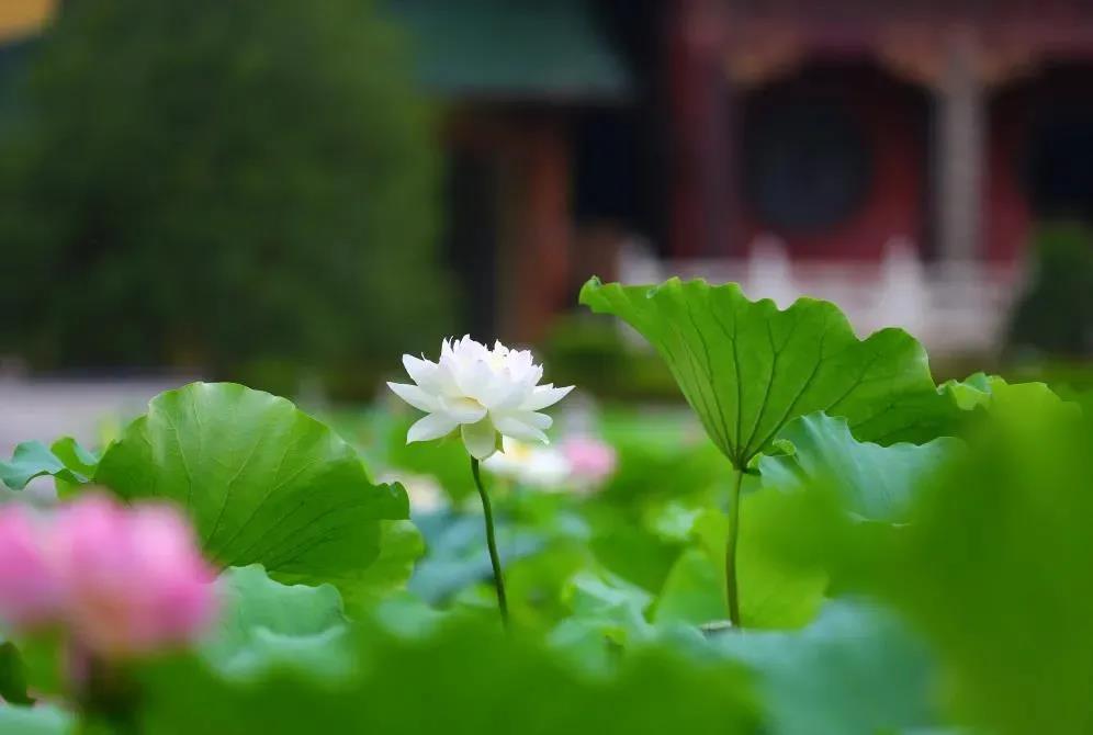 ���������ϰ�������