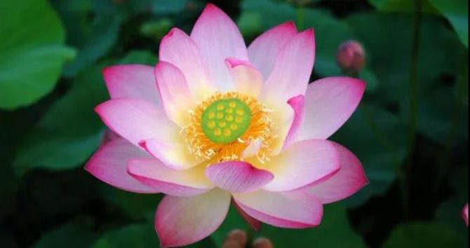 道源老法师最精妙的临终开示范本 道源老法师最精妙的临终开示范本