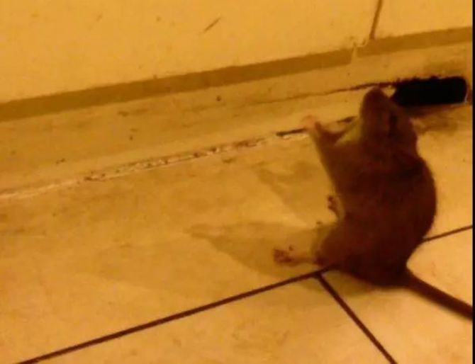 �󰲷�ʦ��������������Ӧ�¼�