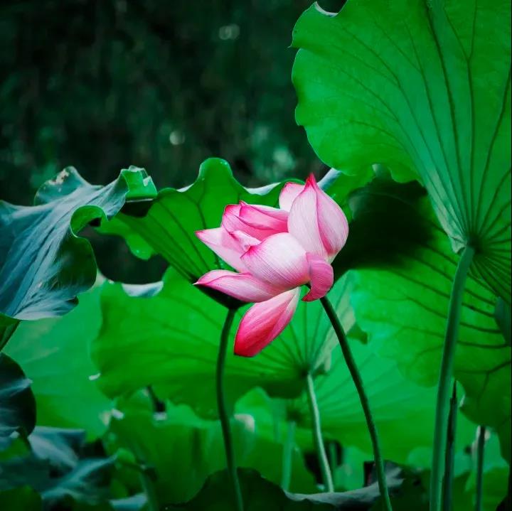 �澳Ҫ�̣�˳����Ҫ��