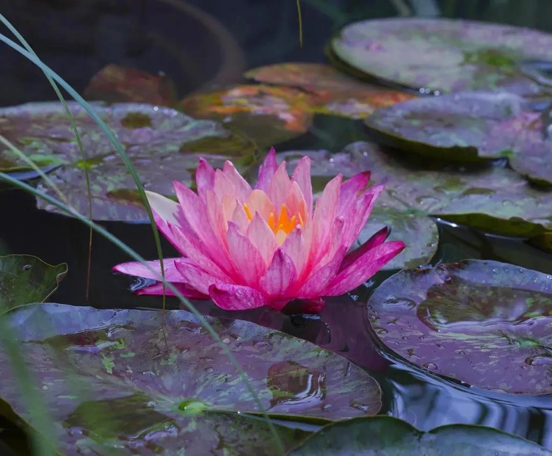 ֱ�����ڣ����кܶ��˲�֪��ʲô�ǡ��𡱡���