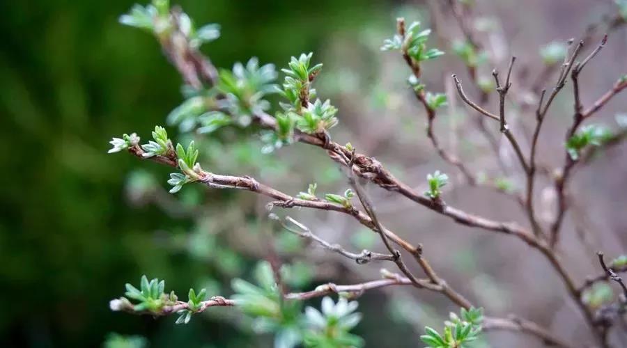 �����������ַ��������������ַ���