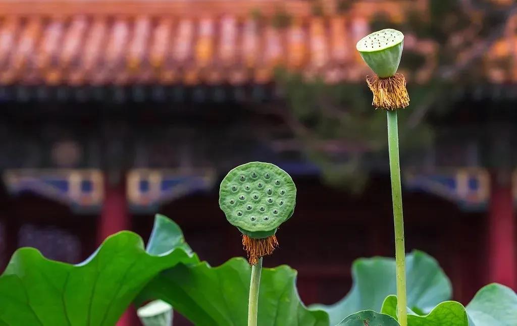 "一念嗔心"有多严重?能制造至少92种业障! "一念嗔心"有多严重?能制造至少92种业障!